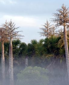 Arafura Swamp area in Arnhem Land, northern Australia. Arafura palms, showing flower spikes