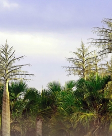 Arafura Swamp area in Arnhem Land, northern Australia. Arafura palms, showing flower spikes